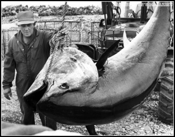 Lloyd MacInnes and Swordfish